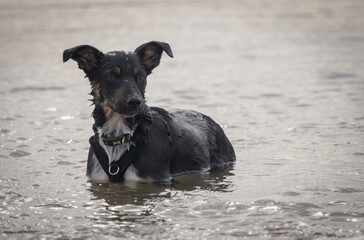 Border Collie paddling in the sea - 500082146