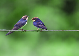 Wire Tail Swallow pair in discussion