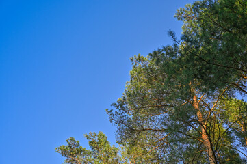 Crowns of trees against the blue clear sky