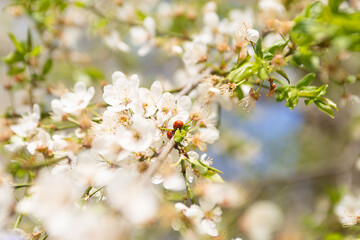 Blooming spring flowers with two ladybugs on the brunch.Springtime natural background.