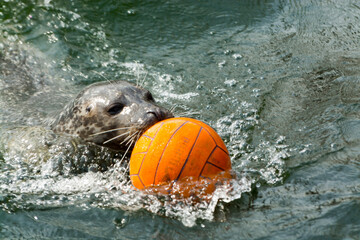 Harbor seal is playing with a ball in the water