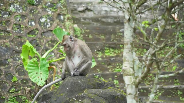 A group of macaque monkeys in Mount Merapi National Park descended the mountain to look for food because there were no tourist visitors due to the covid 19 pandemic