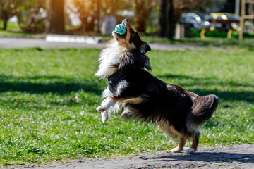 Sheltie dog is playing with a ball.