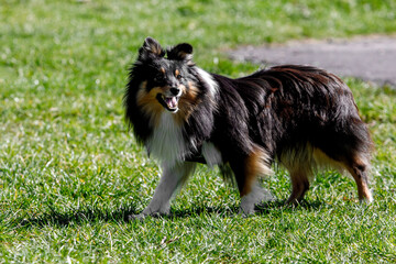 Sheltie dog on a green meadow.