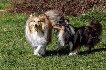 Naklejka na ściany i meble Dog friendship. Two shelties are running and playing with each other.