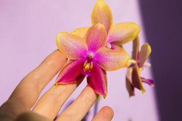 Blooming Liodoro orchid on a lilac background