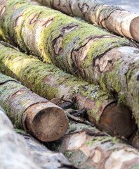 Gros plan sur des troncs de sapins découpé et préparés par des bucherons dans la forêt des Vosges. Détail pour texture d'écorce, de bois et de mousse.