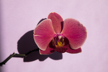 Narbonne orchid flower in sunny color closeup