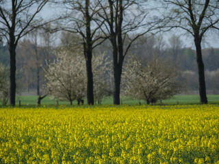 Obraz premium Die Kleinstadt Metelen im westlichen Münsterland