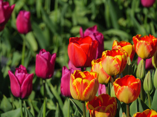 Blühende Tulpen im Garten