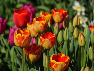 Blühende Tulpen im Garten