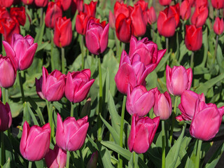 Blühende Tulpen im Garten