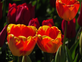 Fototapeta premium Blühende Tulpen im Garten