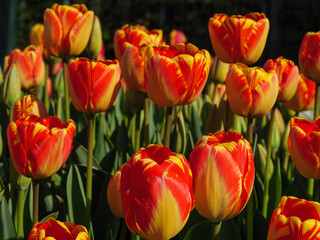 Blühende Tulpen im Garten
