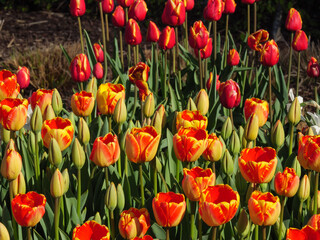 Obraz premium Blühende Tulpen im Garten