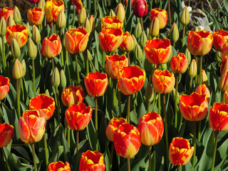 Obraz premium Blühende Tulpen im Garten