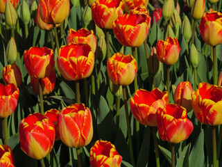Obraz premium Blühende Tulpen im Garten