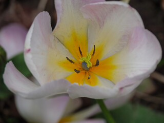 Bl&uuml;hende Tulpen im Garten