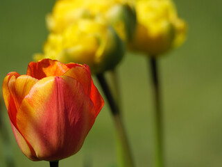 Blühende Tulpen im Garten