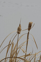 Close up of Cattail Reeds