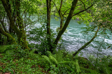 Green riverside vegetation