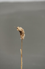 Close up of Cattail Reeds