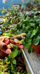 bird in the hand