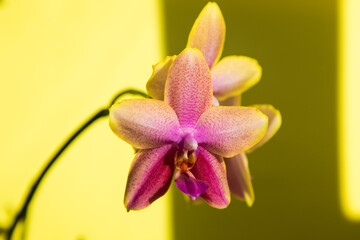 Blooming Liodoro orchid on a yellow background
