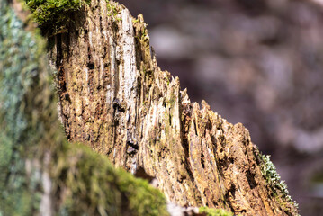 Bois d'arbre pourrissant et mangé par les insectes au milieu d'une forêt. Texture organique de bois.
