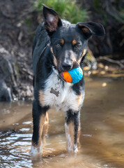 Border Collie standing in a pool with his ball - 500085371