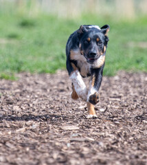 Border Collie running  in a woodland  - 500085377