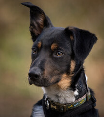 A close up of a Tri-colour Border Collie puppy