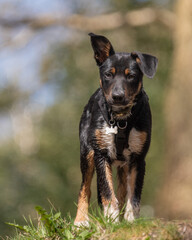 A close up of a Tri-colour Border Collie puppy