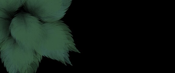 Obraz premium feather on black background