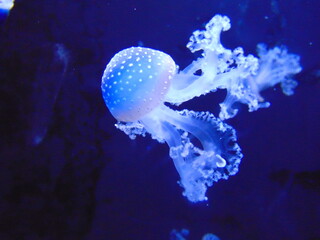 Jellyfish 