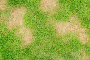 A patch is caused by the destruction of fungus Rhizoctonia Solani grass leaf change from green to...