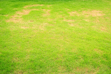 Rhizoctonia Solani grass leaf change from green to dead brown in a circle lawn texture background...