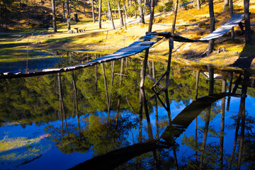 natural lake surrounded by trees in the middle of the forest