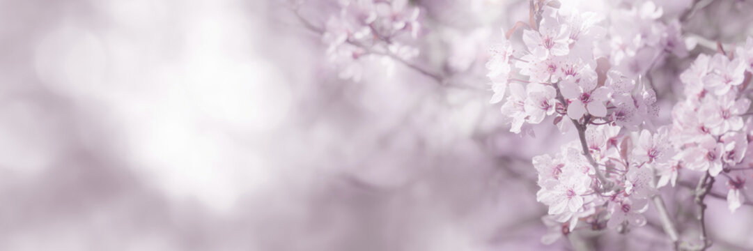 beautiful and delicate cherry blossoms in sunshine at the edge of blurred monochrome spring background, floral springtime concept banner in light white and pink color with copy space