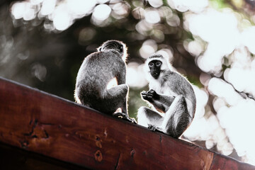 vervet monkey in arusha tanzania