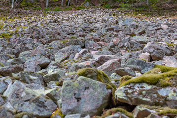 Champ de pierre en granit. Forêt des Vosges avec résineux et mousse.