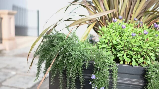 Pavement level view of planter with out of focus background of Regency Court Glategny Esplande St Peter Port Guernsey out of focus passing pedestrians in business district and formium in gentle breeze