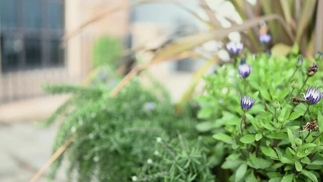 Short close up of purple flowers in planter with out of focus background of Regency Court Glategny Esplanade St Peter Port Guernsey passing pedestrians