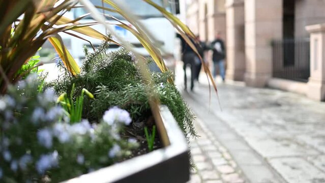 View of planter with out of focus background of entrance to Regency Court Glategny Esplanade St Peter Port Guernsey delivery van passing pedestrians and traffic with plants waving in gentle breeze