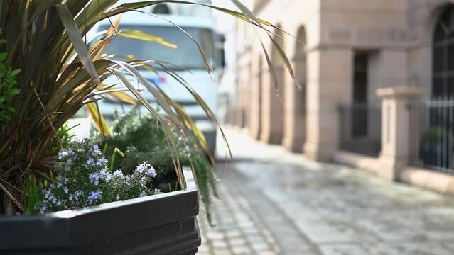 Pavement level view of planter with out of focus background of entrance to Regency Court Glategny Esplande St Peter Port Guernsey delivery van passing pedestrian with plants waving in gentle breeze