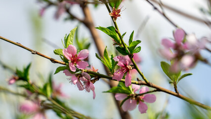 Blooming spring tree with pink flowers