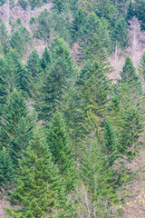 Sapins, pins et autres résineux conifères pour texture et fond d'écran. 