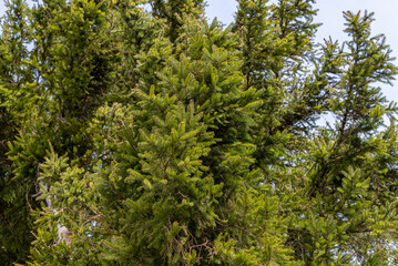 Détail d'un arbre résineux, épicéa. 