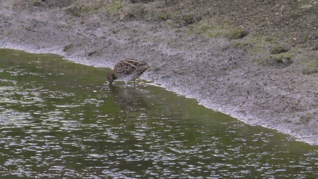 great snipe wading bird foraging in the water of a large pond