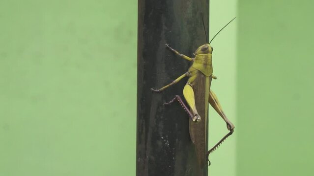 The dark green grasshopper was sitting on the iron pole